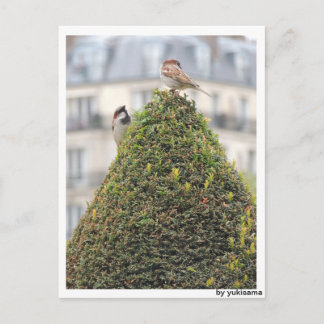 Postkarte - Vögel Vykort