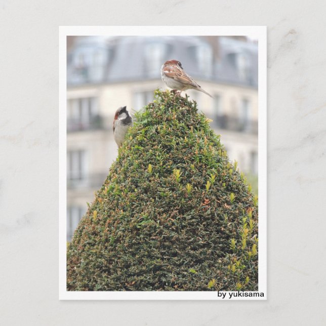 Postkarte - Vögel Vykort (Framsida)