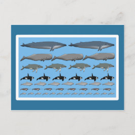 Postkarte "Wale" Vykort
