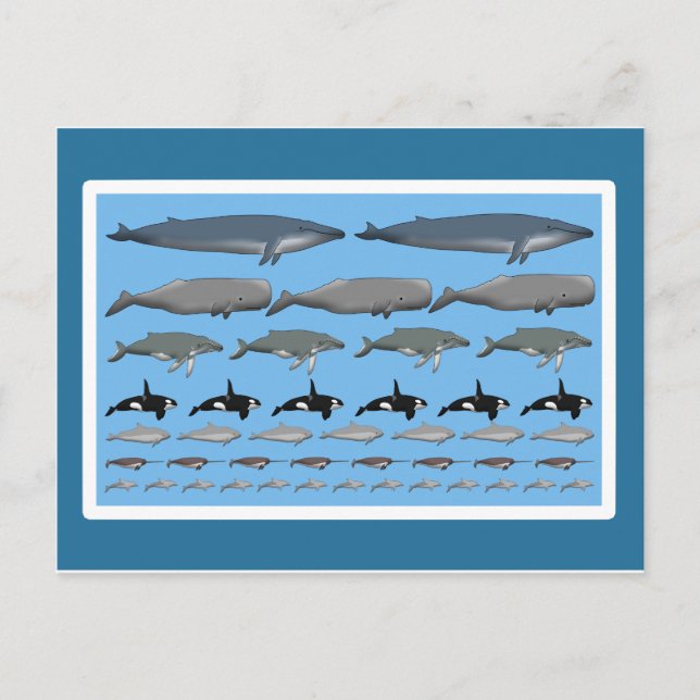 Postkarte "Wale" Vykort (Framsida)