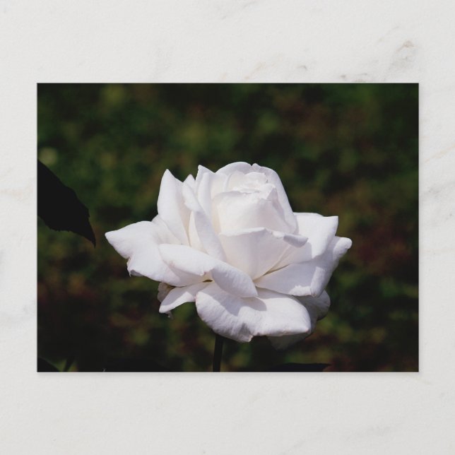 Postkarte weisse Ro Vykort (Framsida)