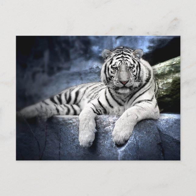 Postkarte: Weißer Tiger/vit tiger Vykort (Framsida)
