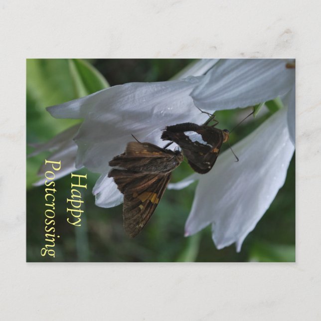 Postkorg för månatlig postkorsning vykort (Framsida)