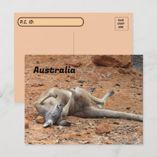 Postkorsande Kangaroo Rolling / Uppspelning Vykort