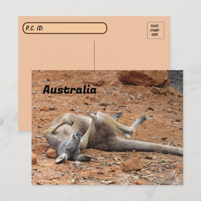 Postkorsande Kangaroo Rolling / Uppspelning Vykort (Fram/baksida)