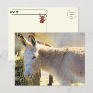 Postkorsning - Adsible Donkey Postcard Vykort