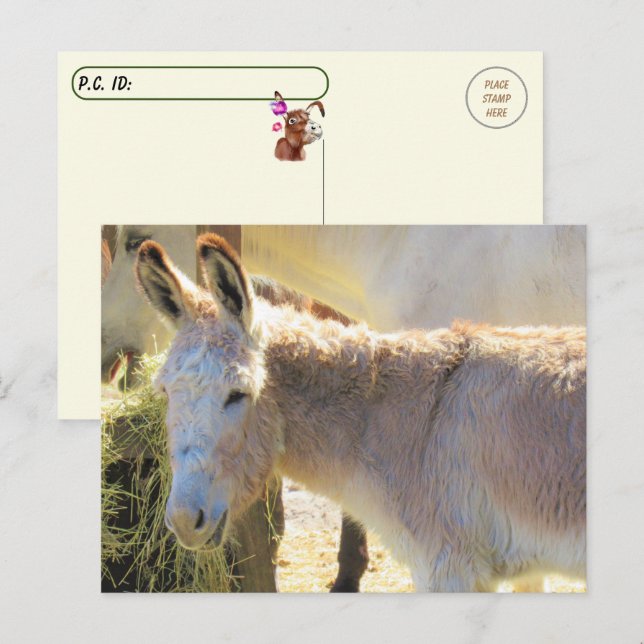 Postkorsning - Adsible Donkey Postcard Vykort (Fram/baksida)