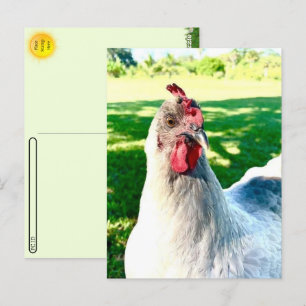 Postkorsning av kycklingvykort - Farm Life Series Vykort