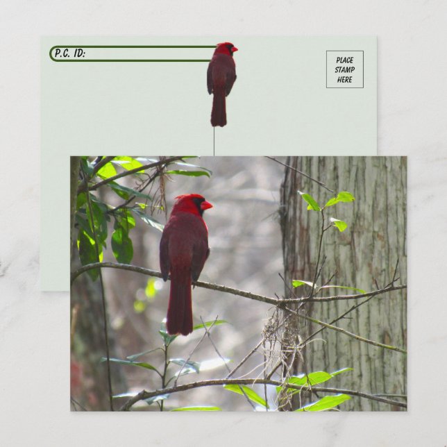 Postkorsning av manligt kardinalvykort vykort (Fram/baksida)