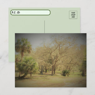 Postkorsning av Quaint Florida Forest Scene Vykort