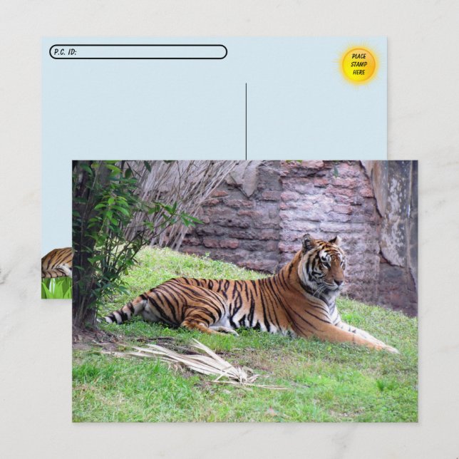 Postkorsning Bengal Tiger Postkort med ID-box Vykort (Fram/baksida)