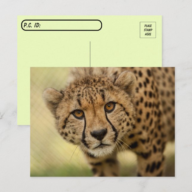 Postkorsning Cheetah Unge vykort (Fram/baksida)
