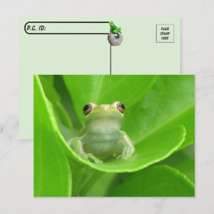 Postkorsning = Cute Little Träd Frog Postcard Vykort