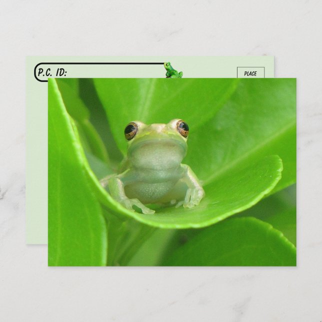 Postkorsning = Cute Little Träd Frog Postcard Vykort (Fram/baksida)