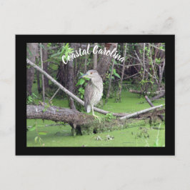 Postkorsning för kustolina Bittern Post Card Vykort