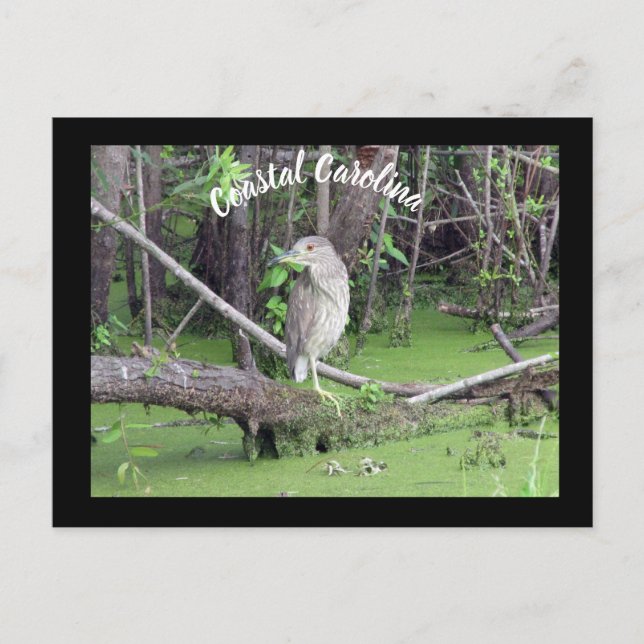 Postkorsning för kustolina Bittern Post Card Vykort (Framsida)