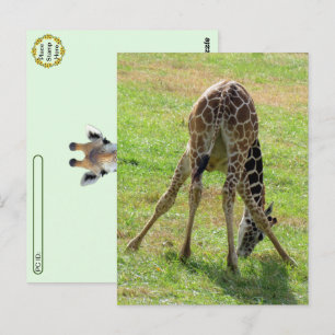 Postkorsning Funny Giraffe Butt-vykort Vykort