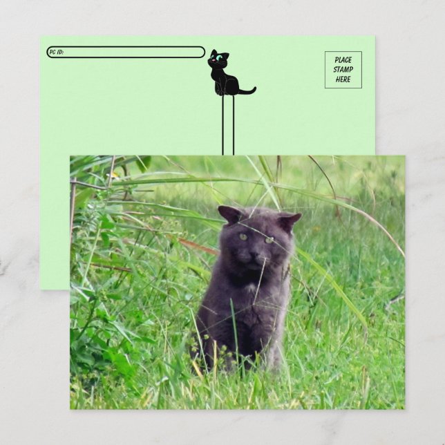Postkorsning - Grått-stråle - KAT-vykort Vykort (Fram/baksida)