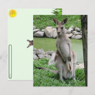 Postkorsning: Kangaroo med Joey Postcard Helg Vykort