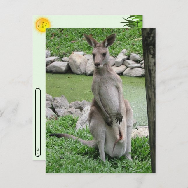 Postkorsning: Kangaroo med Joey Postcard Helg Vykort (Fram/baksida)