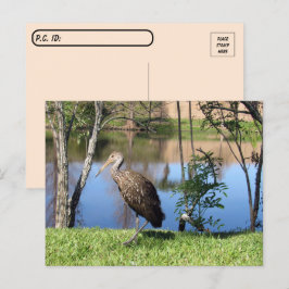 Postkorsning - Limpkin på vykortet Sjö Vykort