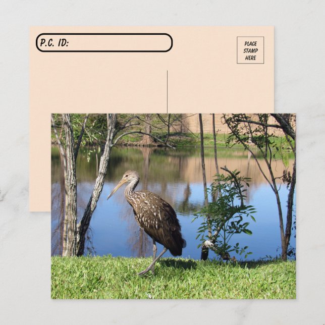Postkorsning - Limpkin på vykortet Sjö Vykort (Fram/baksida)