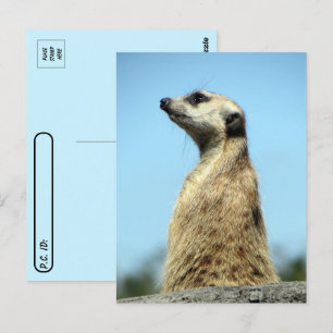 Postkorsning - Meerkat på patrullkortet Vykort