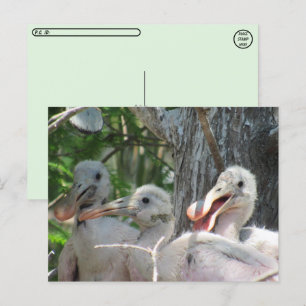 Postkorsning - Roseate Spoonbill-Chickar Vykort