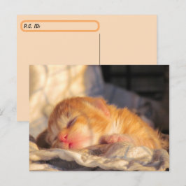 Postkorsning Sleeping Baby Kitten w ID box Vykort