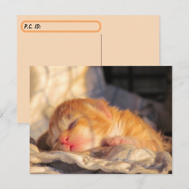 Postkorsning Sleeping Baby Kitten w ID box Vykort (Fram/baksida)