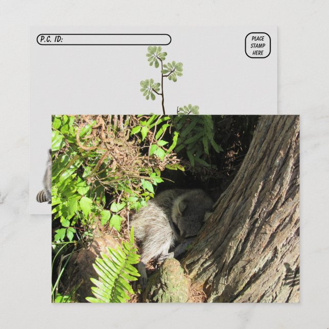 Postkorsning Sleeping Raccoon Postcard Vykort (Fram/baksida)