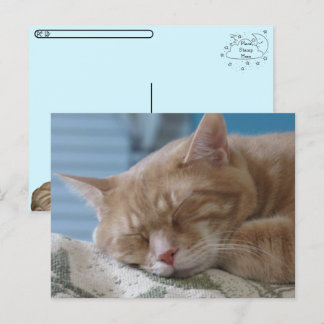 Postkorsning - Sömnig Kattunge Taz - KAT-vykort Helg Vykort