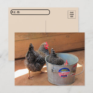 Postkorsning två Darn Cute Chickens vykort