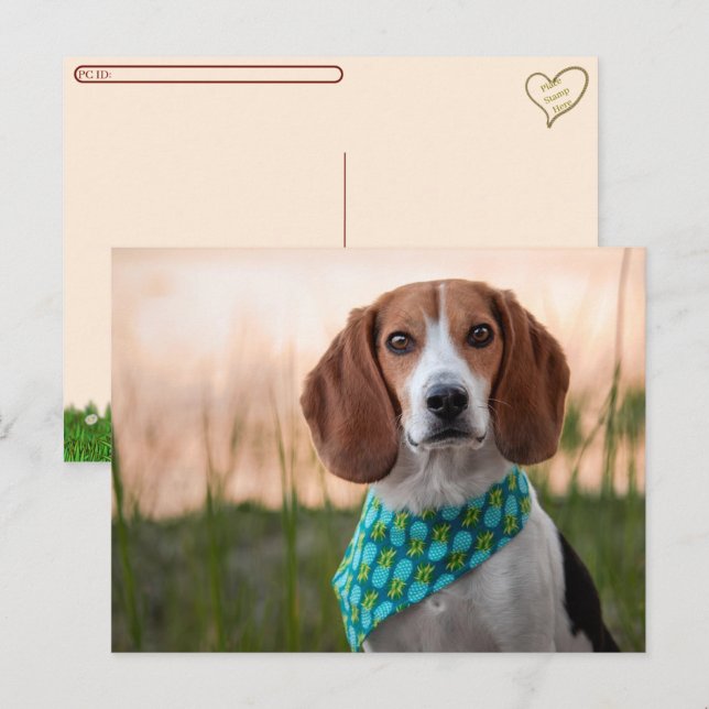 Postkorsning - vykort för fotnoter (Fram/baksida)