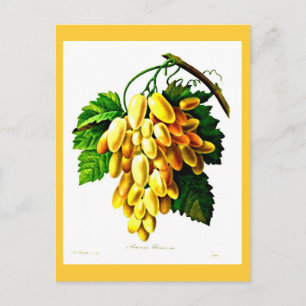 Postkort - Botanicals-Pierre Joseph Redoute 3 Vykort