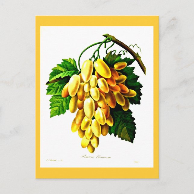 Postkort - Botanicals-Pierre Joseph Redoute 3 Vykort (Framsida)