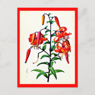 Postkort - Botanicals-Pierre Joseph Redoute 4 Vykort