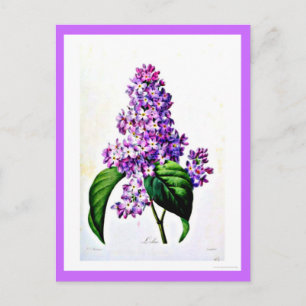 Postkort - Botanicals-Pierre Joseph Redoute 8 Vykort