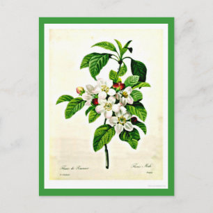 Postkort - Botanicals-Pierre Joseph Redoute 9 Vykort