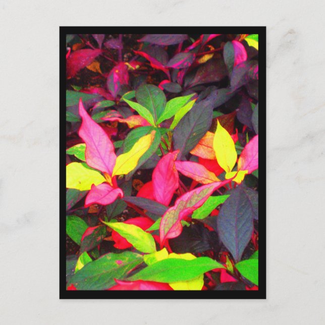 Postkort-City Flowers-14 Vykort (Framsida)