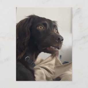 Postkort Confused Dog Meme Vykort