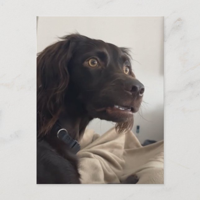 Postkort Confused Dog Meme Vykort (Framsida)