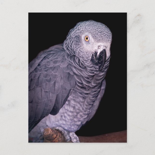 Postkort för afrikansk Grått Parrot Vykort (Framsida)