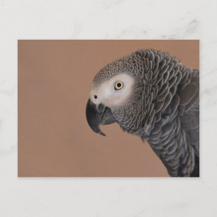 Postkort för afrikansk Grått Parrot Vykort