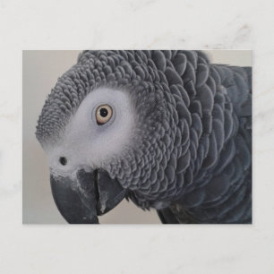 Postkort för afrikansk Grått Parrot Vykort