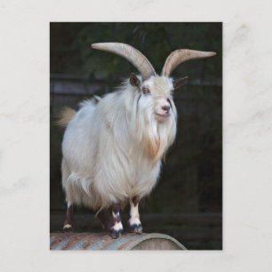 Postkort för afrikansk pygmy goat vykort