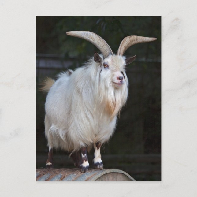 Postkort för afrikansk pygmy goat vykort (Framsida)