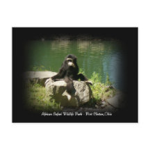 Postkort för afrikansk safari Wildlife Ohio