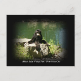 Postkort för afrikansk safari Wildlife Ohio Vykort