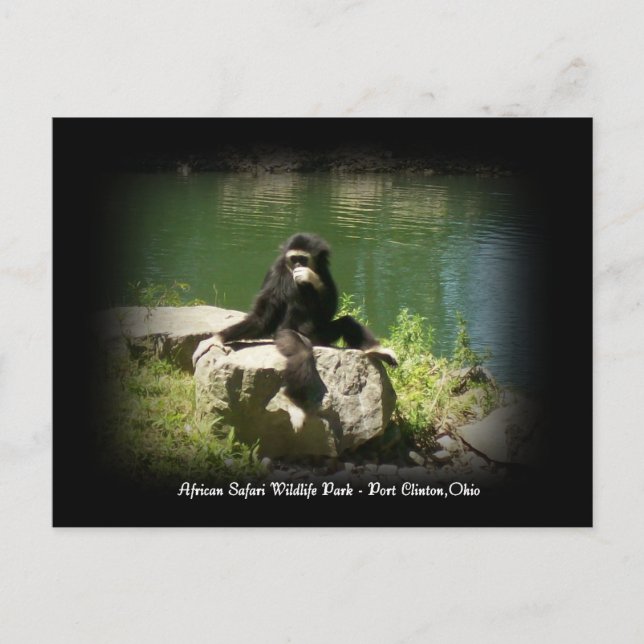 Postkort för afrikansk safari Wildlife Ohio Vykort (Framsida)